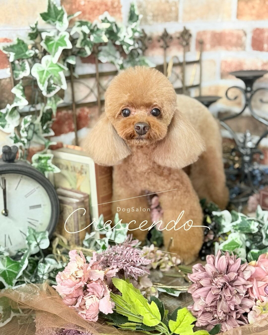 トイプードルさんのベアカット🧸✨️