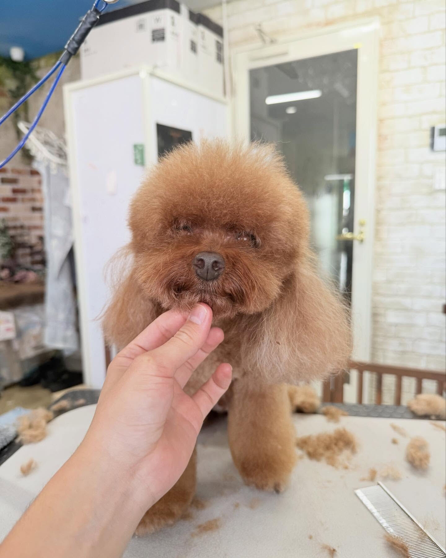 トイプードルさんのベアカット🧸✨️