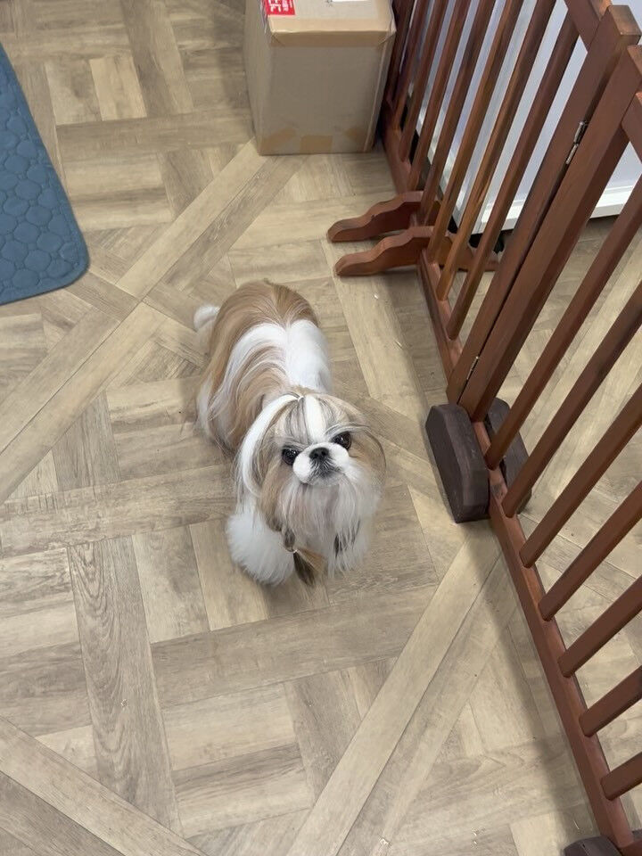 カットコースのシーズーさん😊