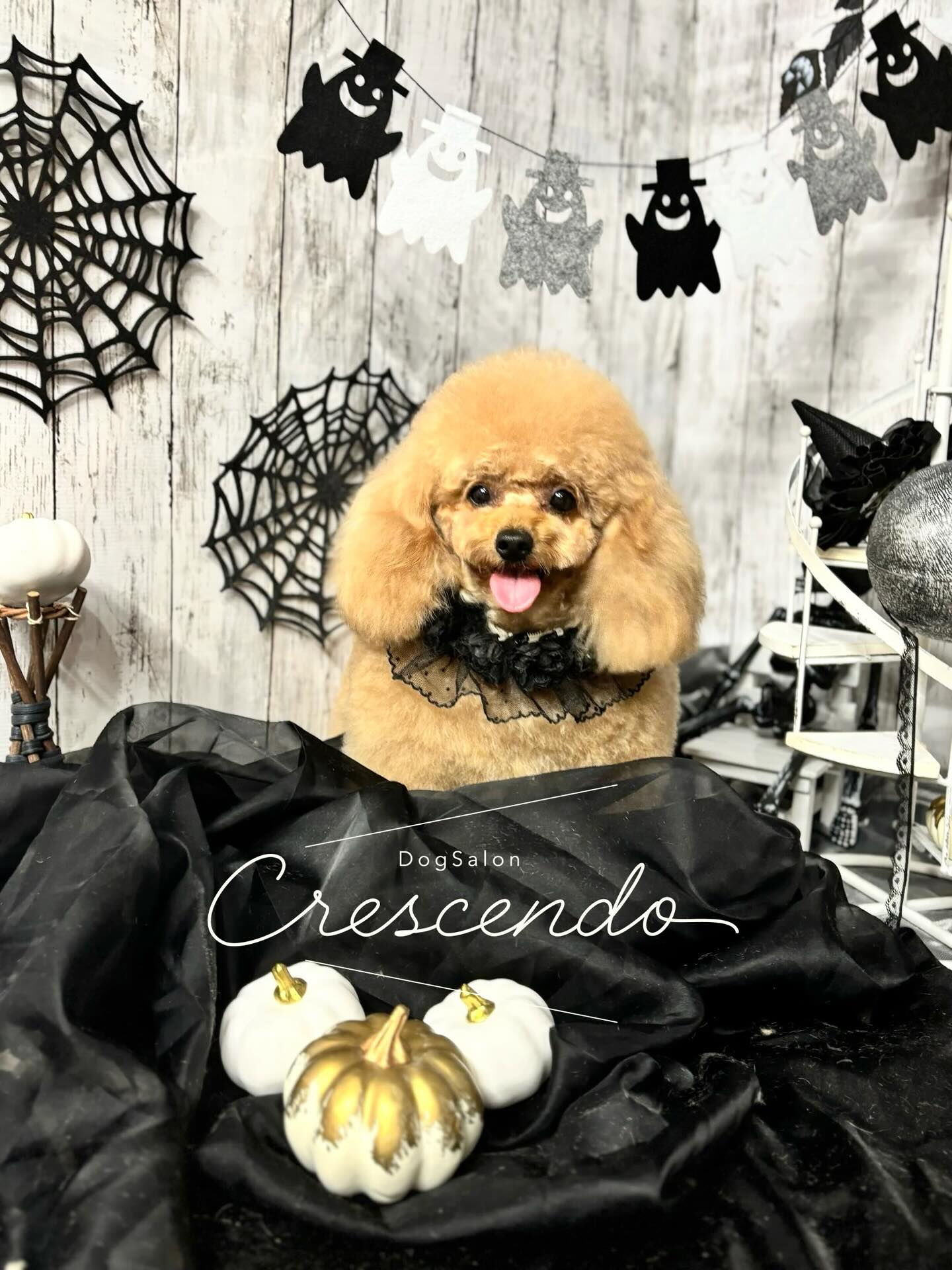 ご新規のプードルさん🐩💕