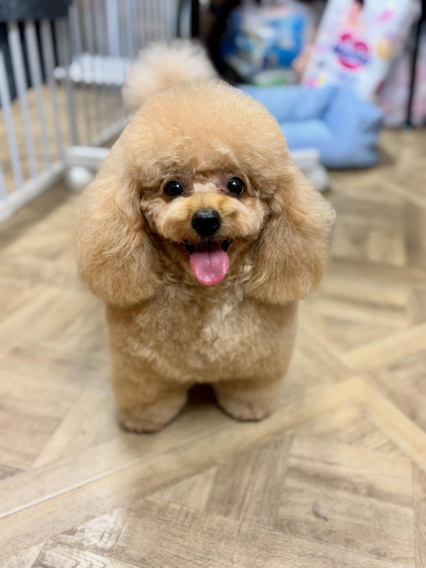 ご新規のプードルさん🐩💕