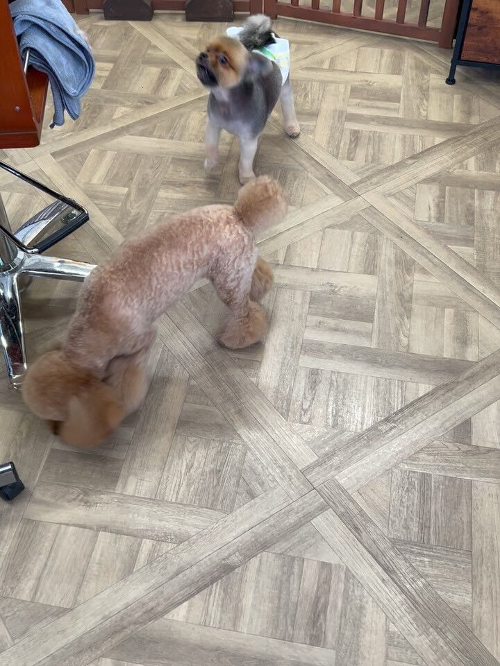 カットコースのポメラニアンさん😃
