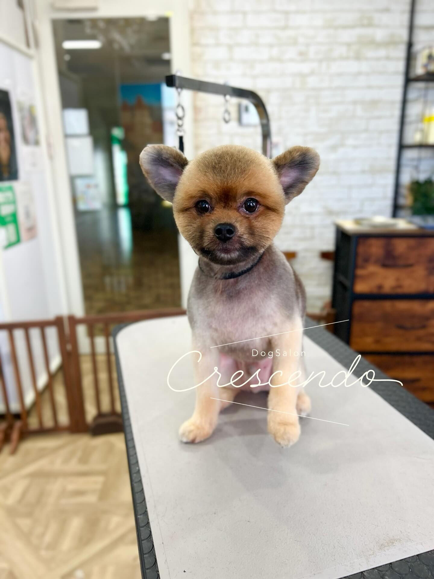 カットコースのポメラニアンさん😃