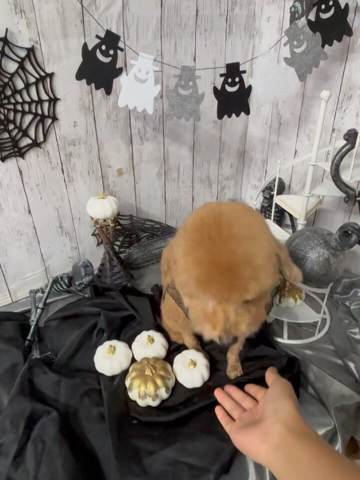 カットコースでお越しのプードルさん🐩💕