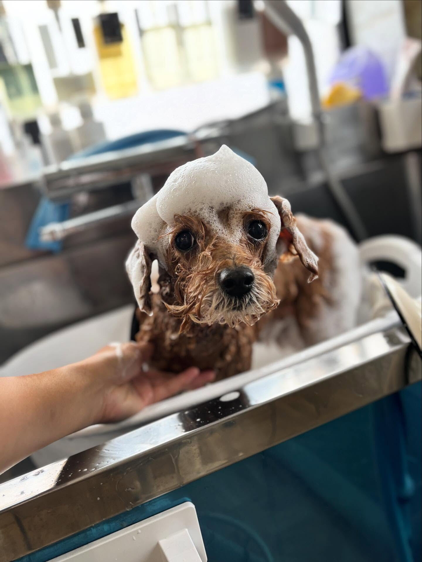 カットコースでお越しのプードルさん🐩💕