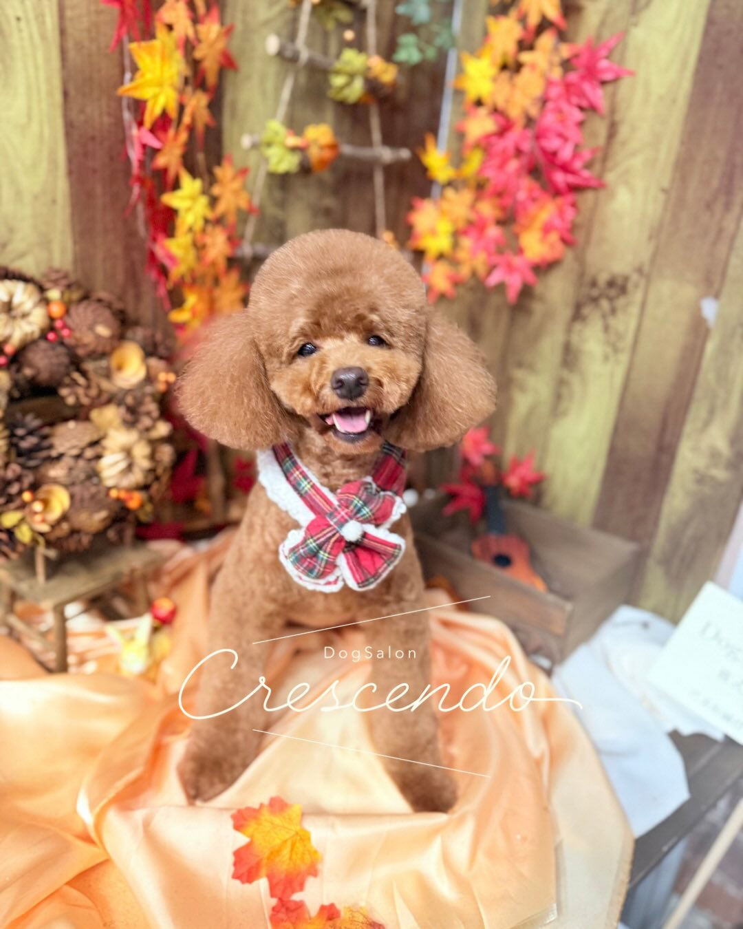 トイプーさんのトリミング✨✂️
