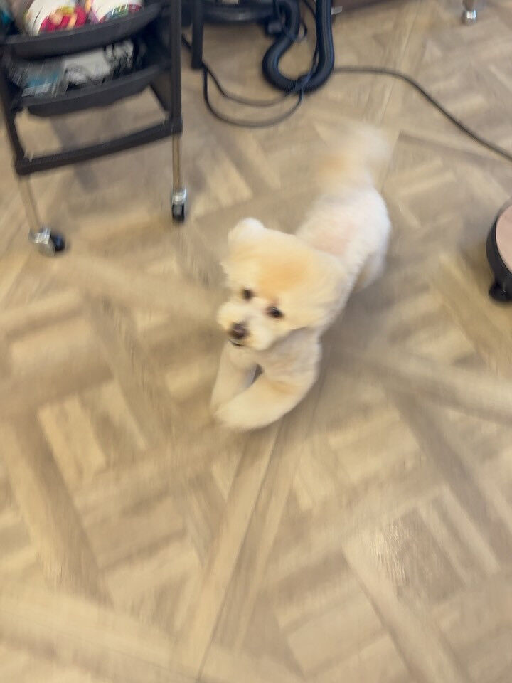 トイプーさんのトリミング🥰