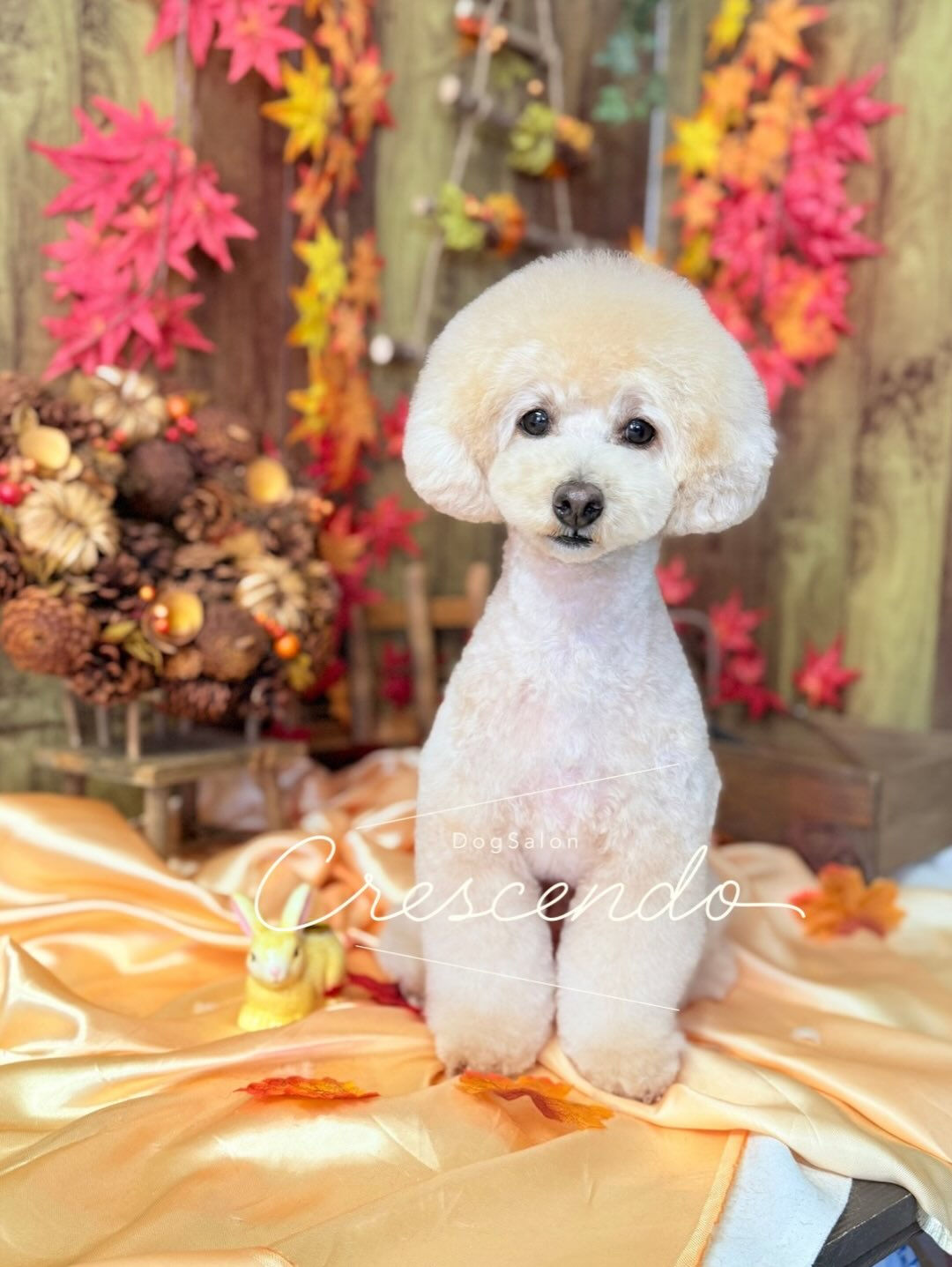 トイプーさんのトリミング🥰