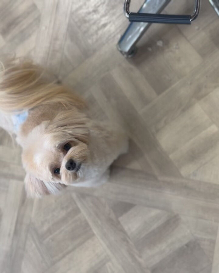 ミックスさんのオールシザーでフワモコカット✨