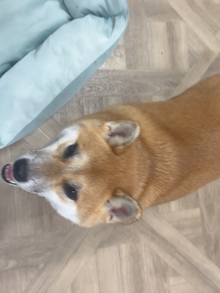 掃除機を敵視する系男子、柴犬さんのシャンプーです🫧〜