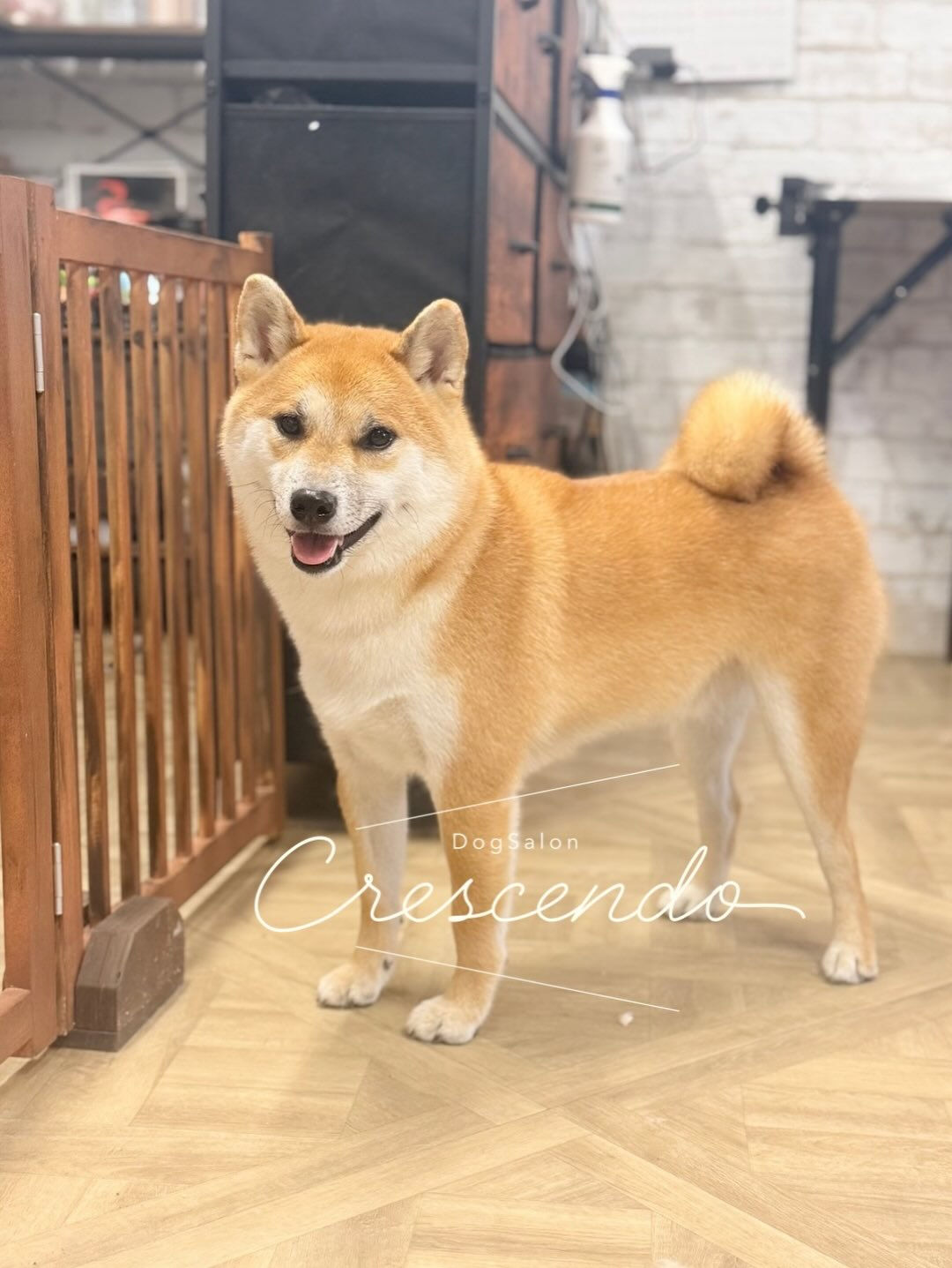 掃除機を敵視する系男子、柴犬さんのシャンプーです🫧〜