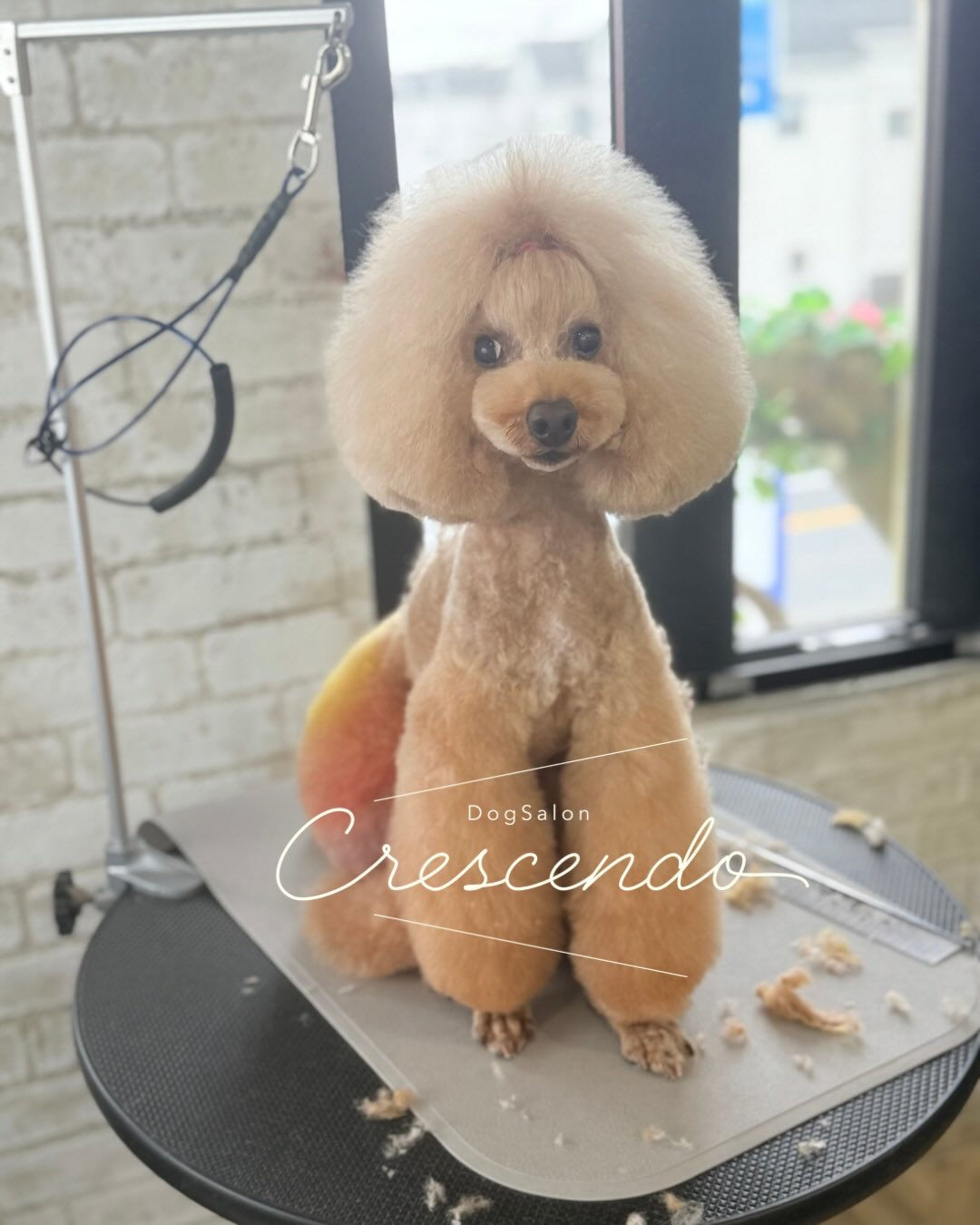 オシャレパンツのトイプーさん✨️