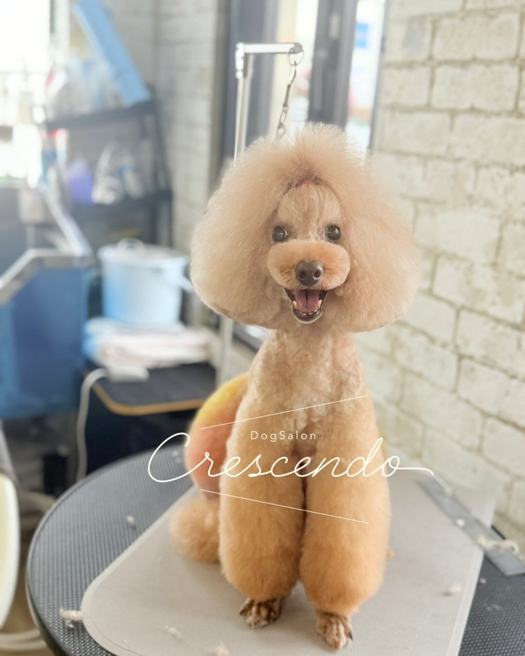 オシャレパンツのトイプーさん✨️