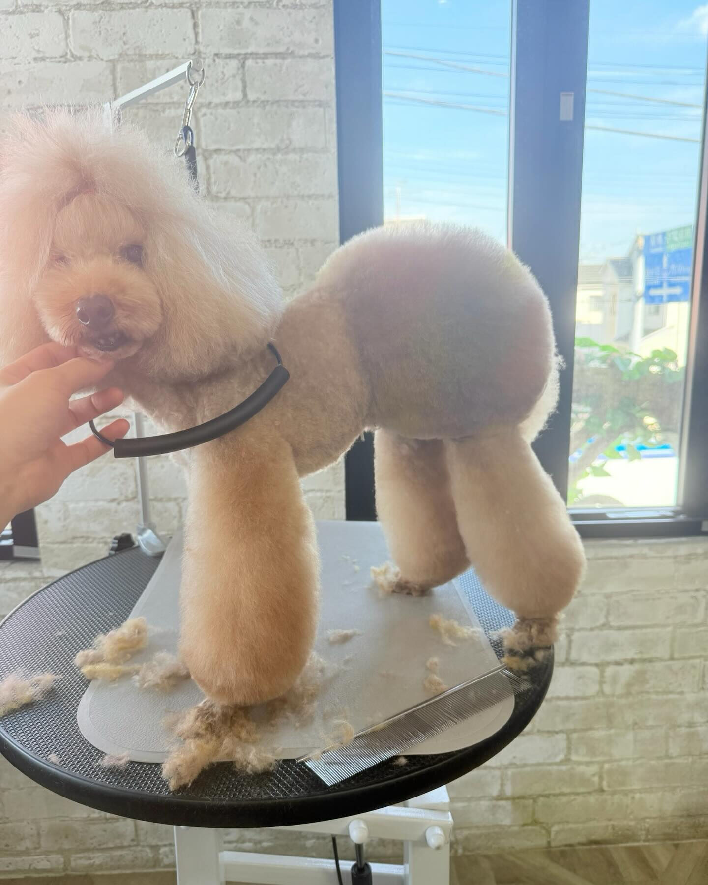 オシャレパンツのトイプーさん✨️
