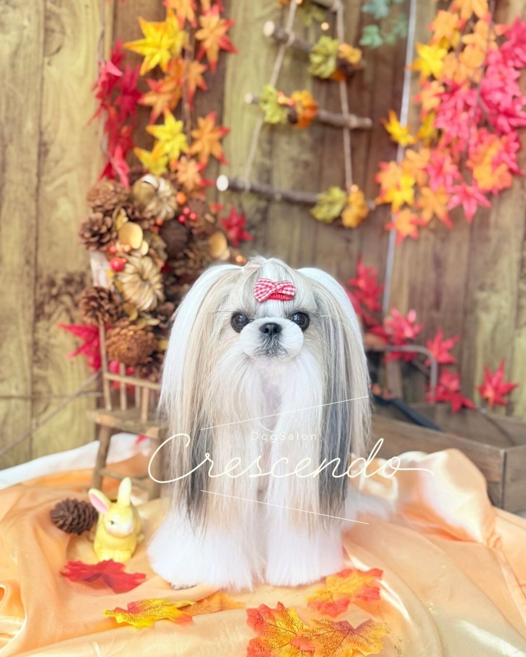 激カワシーズーさんのオシャレカット💃