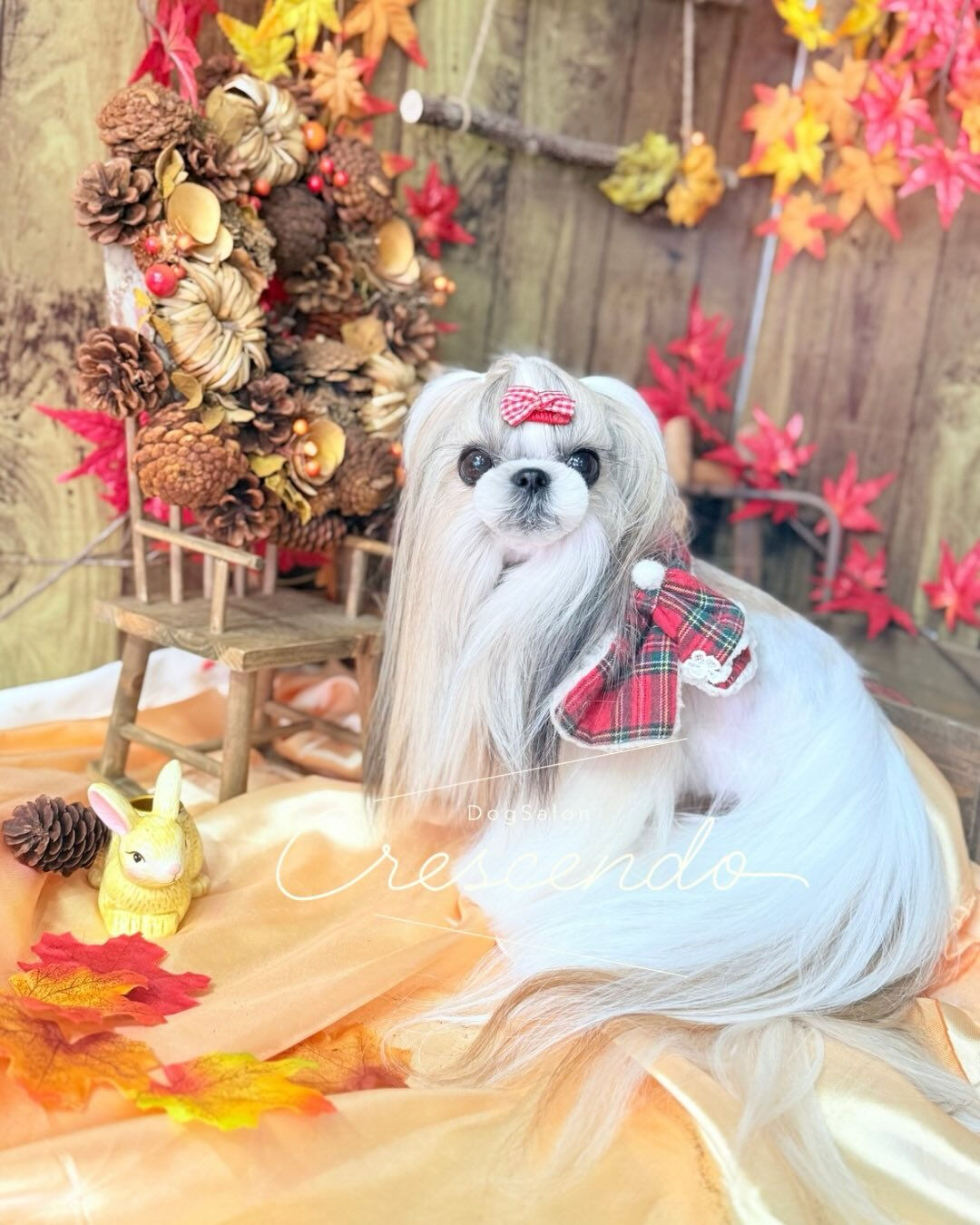 激カワシーズーさんのオシャレカット💃