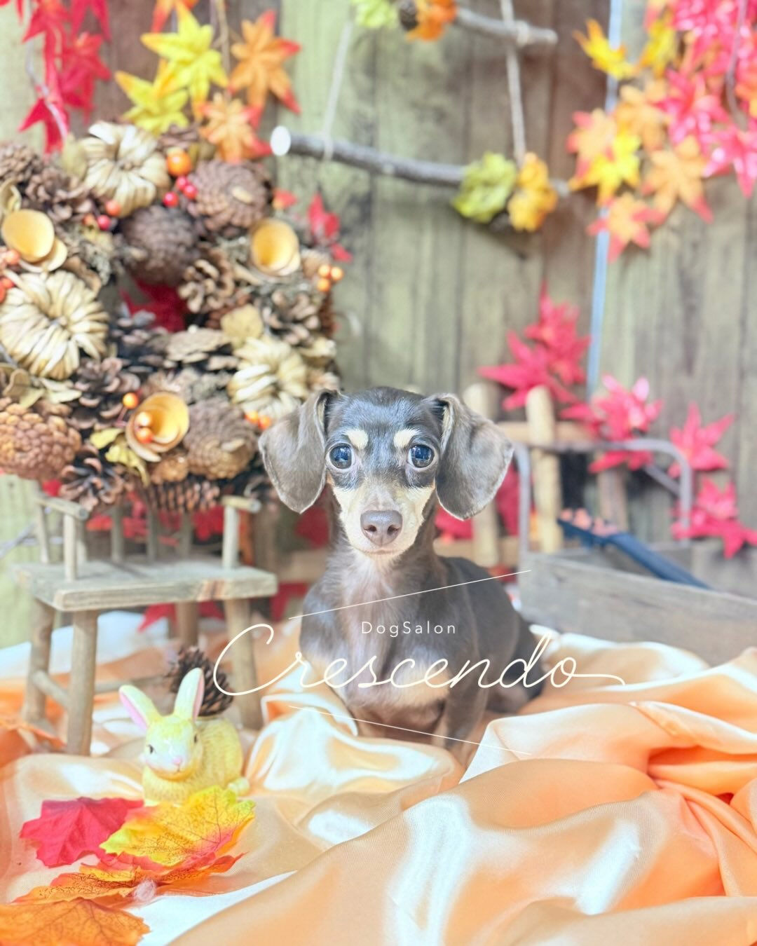 元保護犬さんのダックスちゃん🐕‍🦺 ✨
