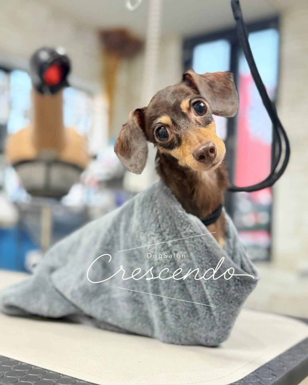 元保護犬さんのダックスちゃん🐕‍🦺 ✨