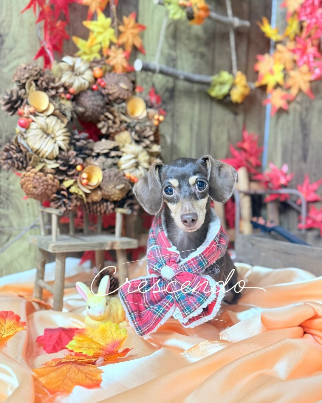 元保護犬さんのダックスちゃん🐕‍🦺 ✨