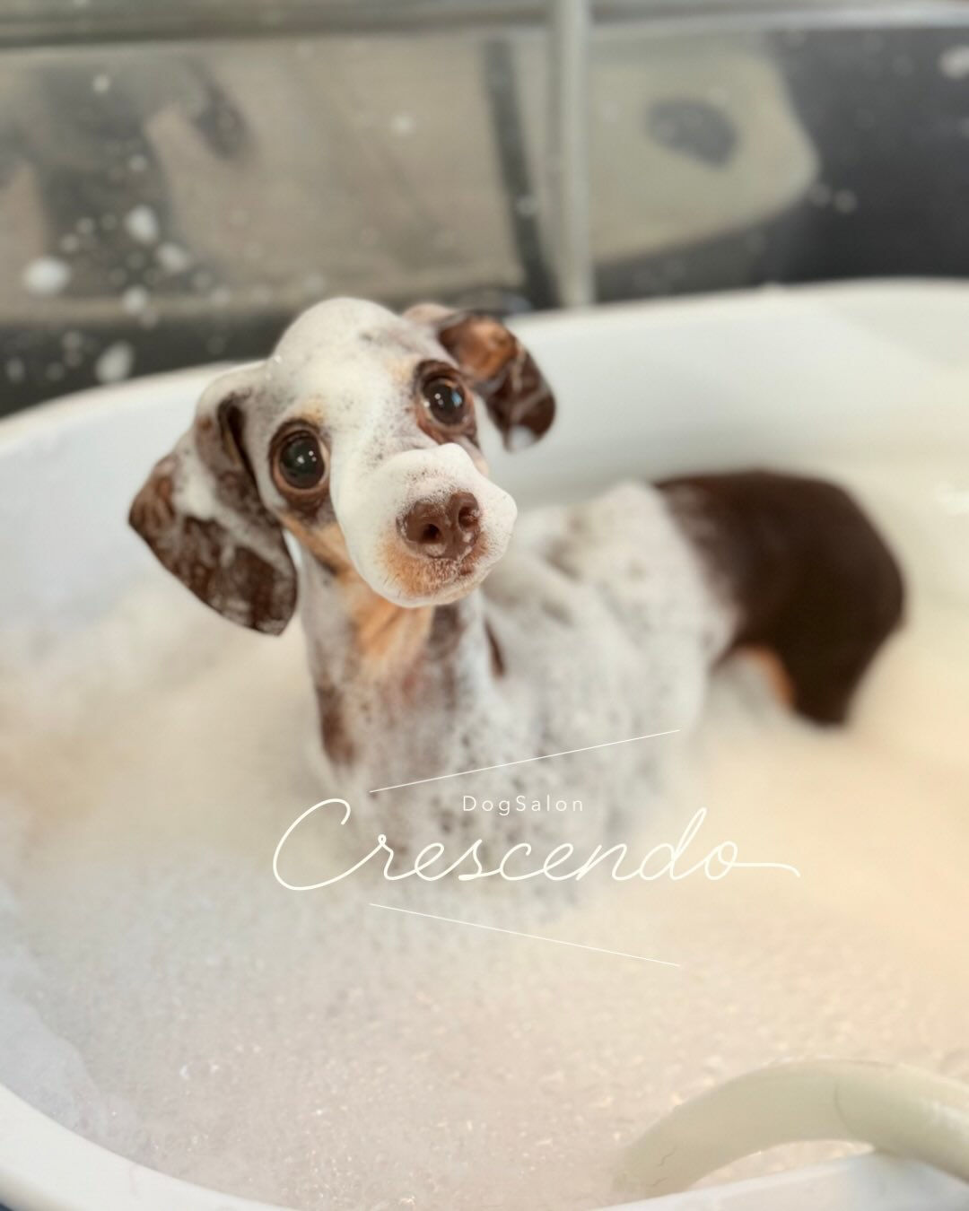 元保護犬さんのダックスちゃん🐕‍🦺 ✨