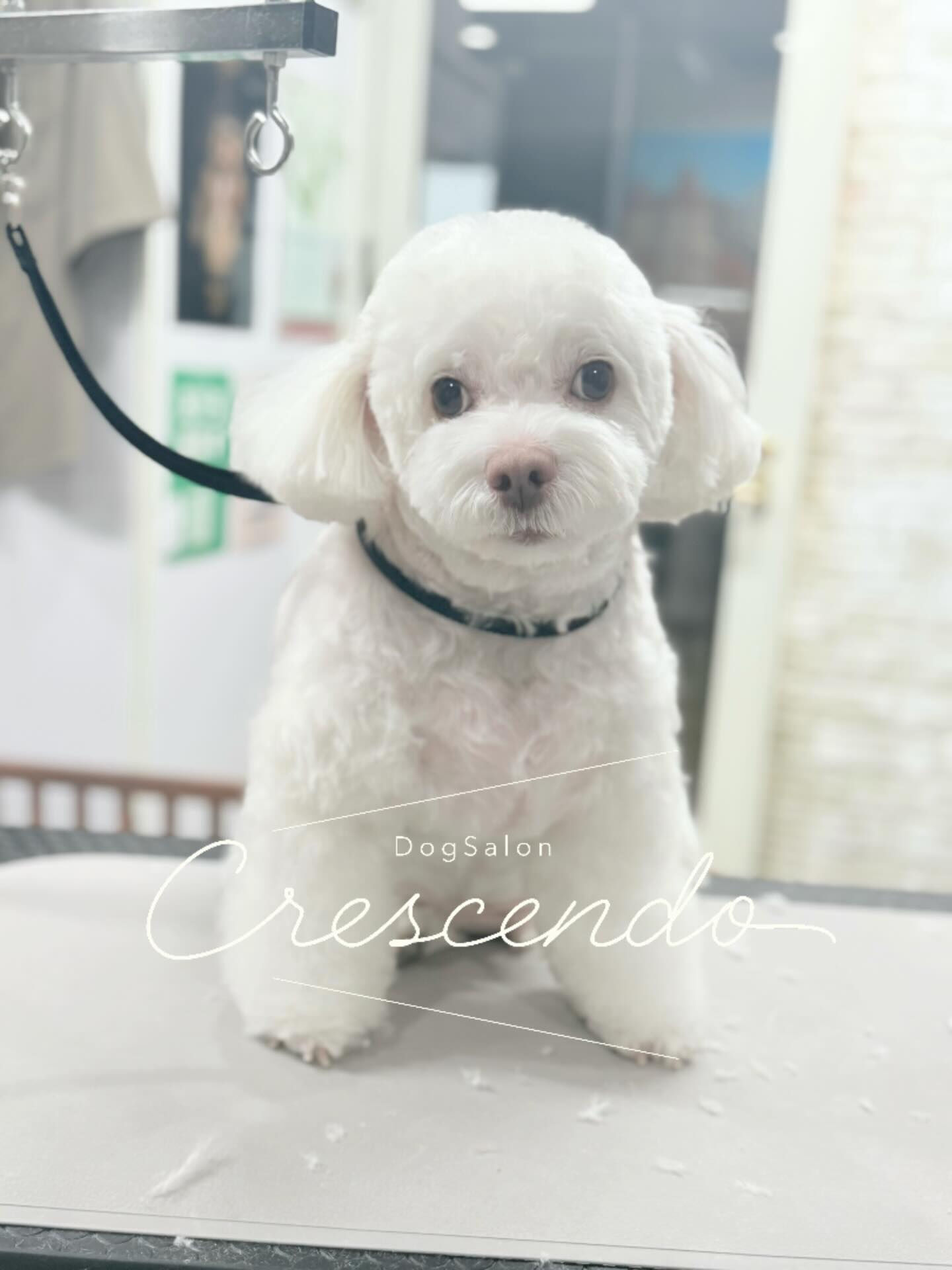 ミックスさんのトリミング✨✂️