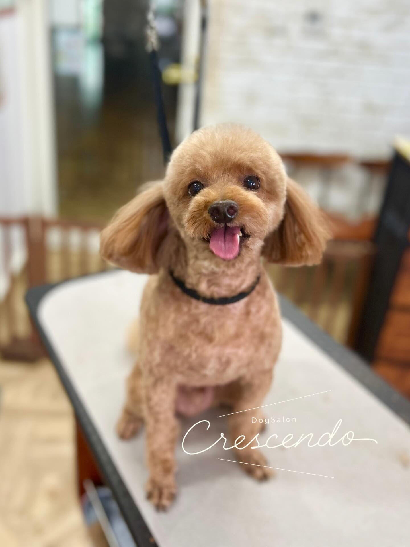 カットコースのプードルさん😃