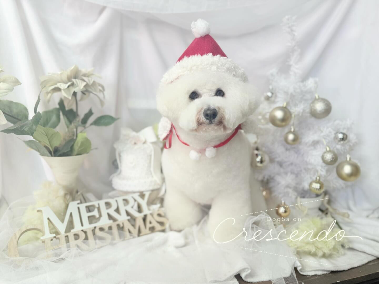 もう可愛いが止まらないビションさん⛄️