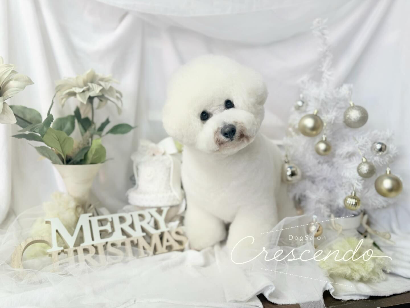 もう可愛いが止まらないビションさん⛄️