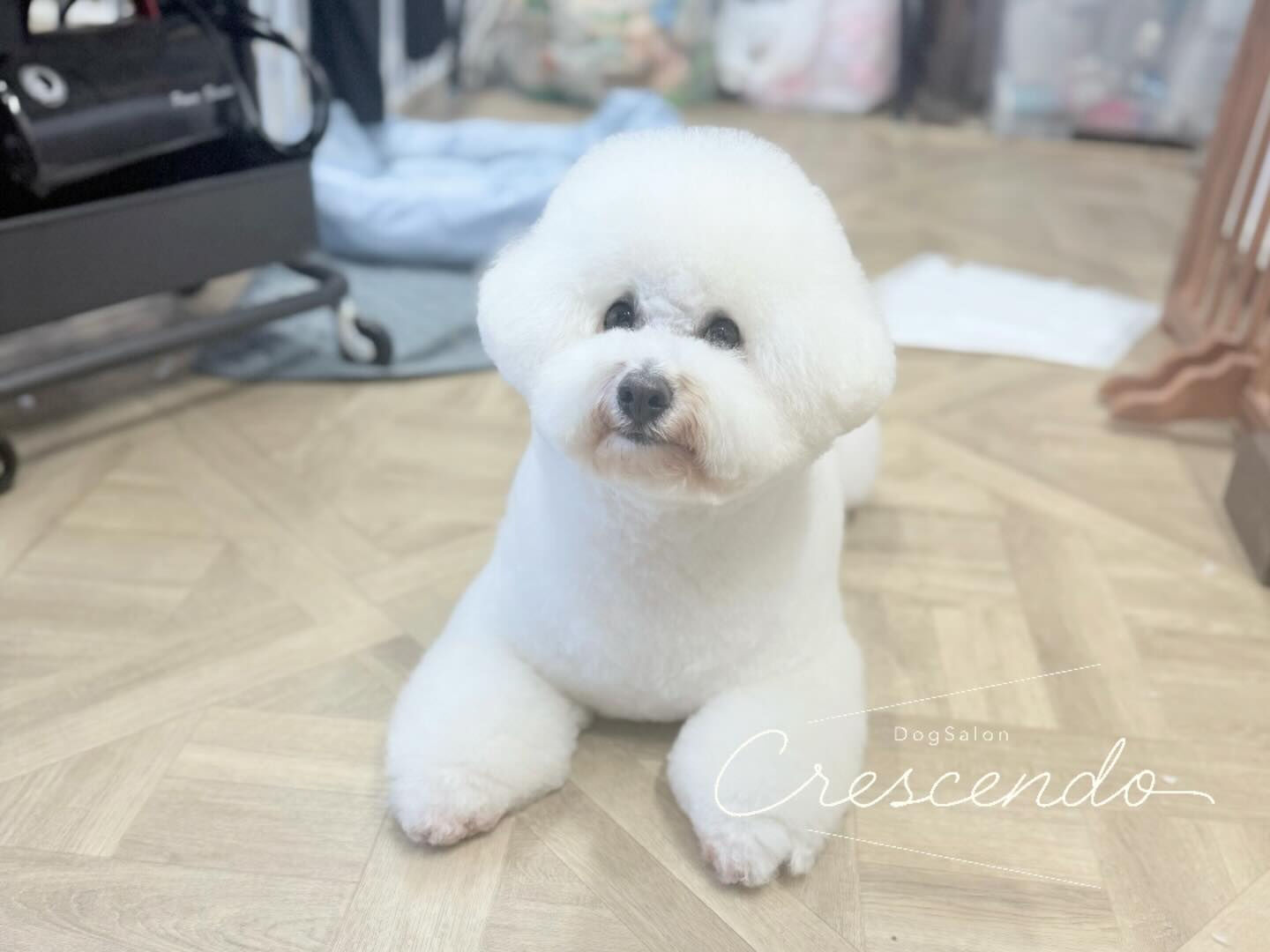 もう可愛いが止まらないビションさん⛄️