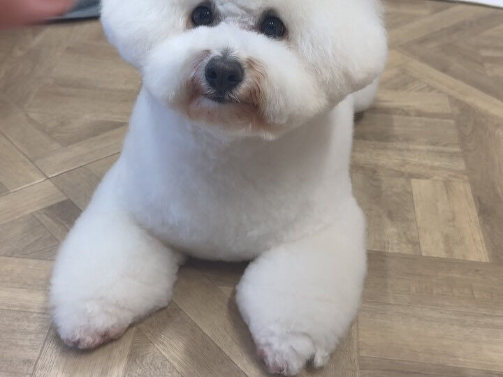 もう可愛いが止まらないビションさん⛄️
