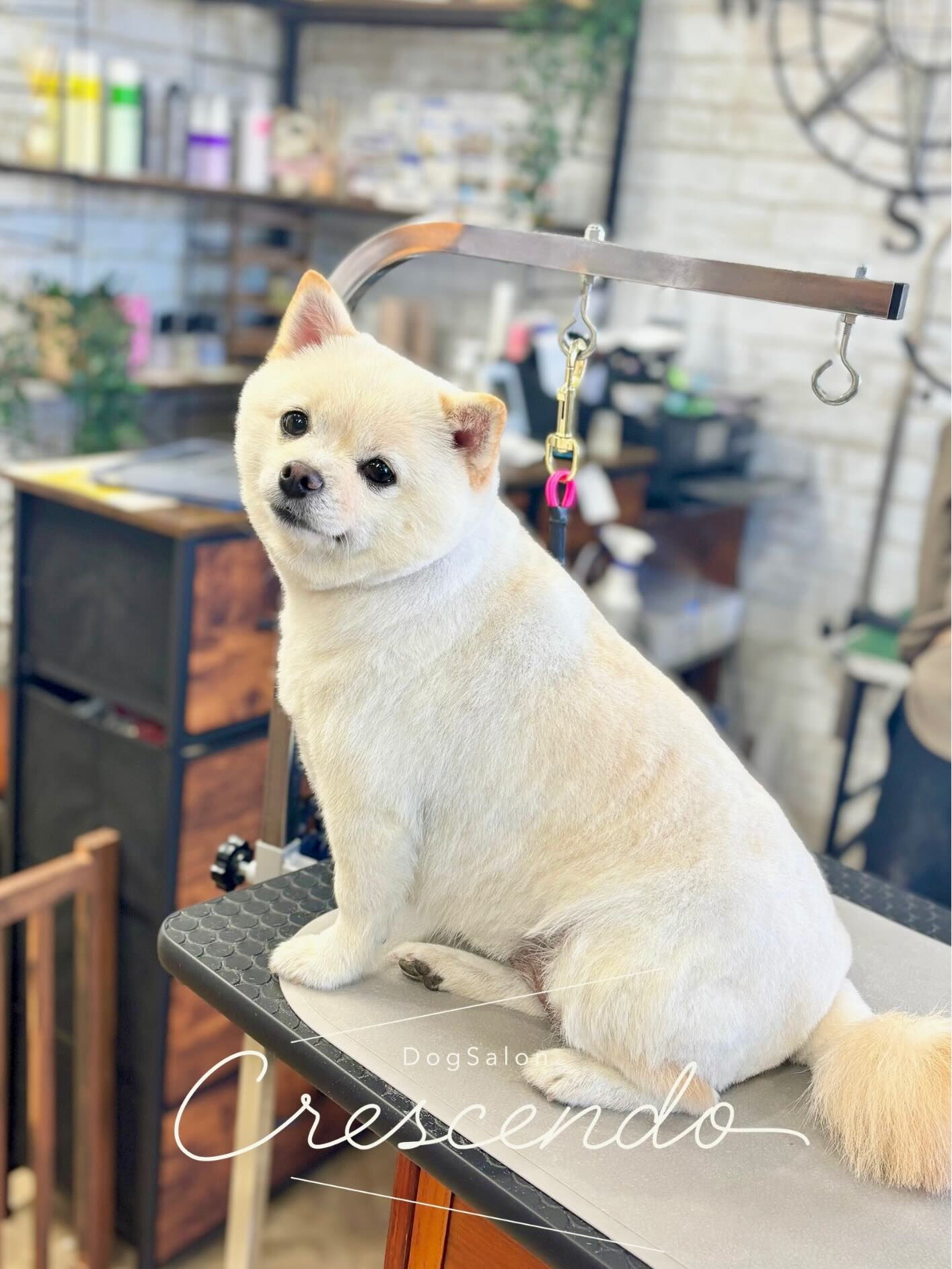 今日は柴ポメちゃん達が仲良く揃ってご来店してくれました〜🐶♡