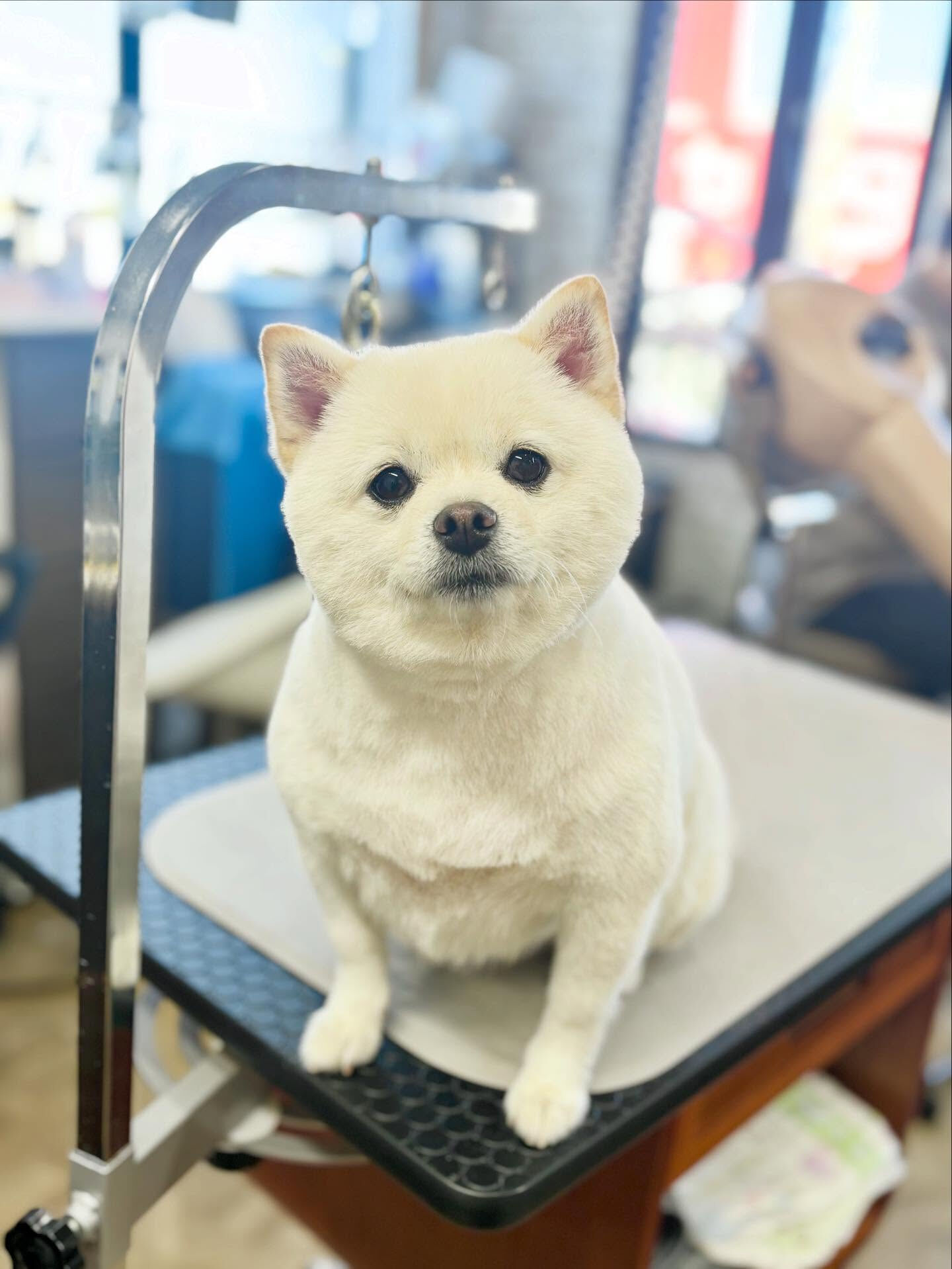 今日は柴ポメちゃん達が仲良く揃ってご来店してくれました〜🐶♡