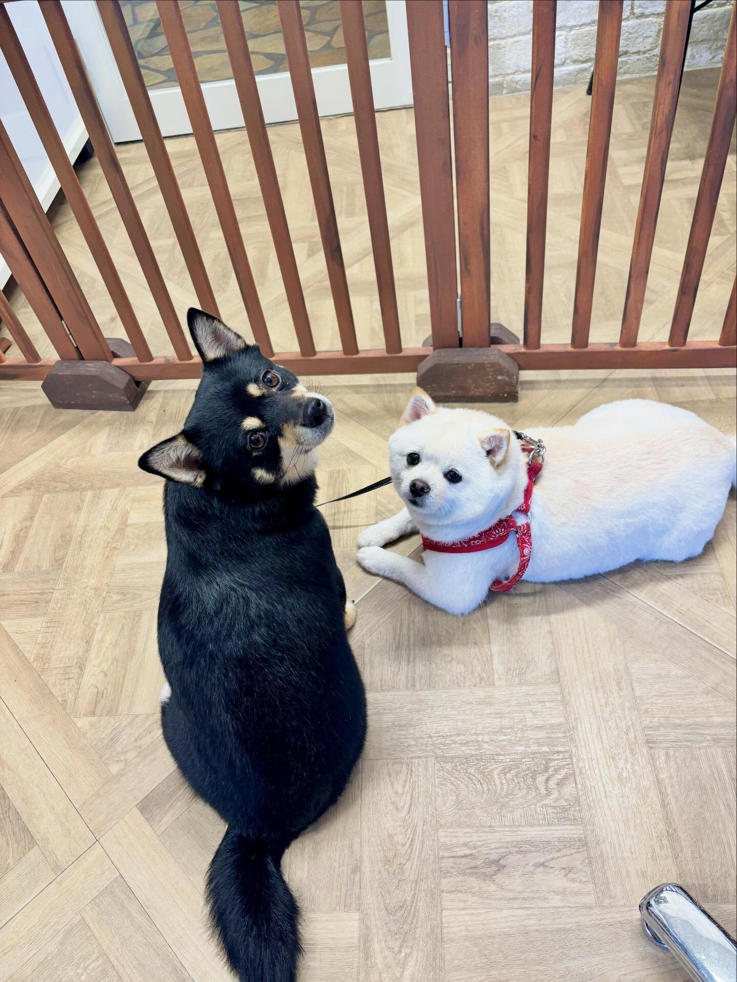 今日は柴ポメちゃん達が仲良く揃ってご来店してくれました〜🐶♡