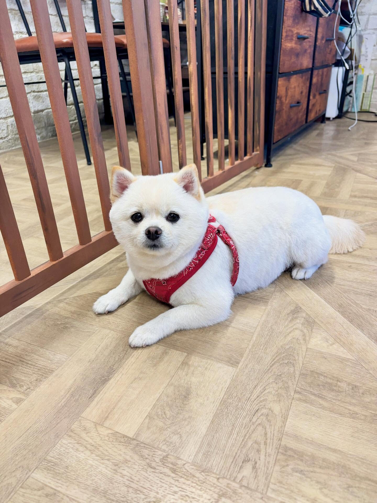 今日は柴ポメちゃん達が仲良く揃ってご来店してくれました〜🐶♡