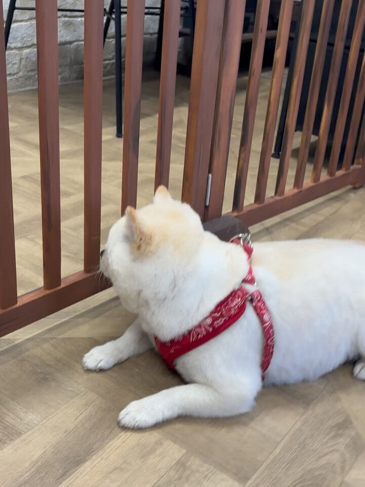 今日は柴ポメちゃん達が仲良く揃ってご来店してくれました〜🐶♡