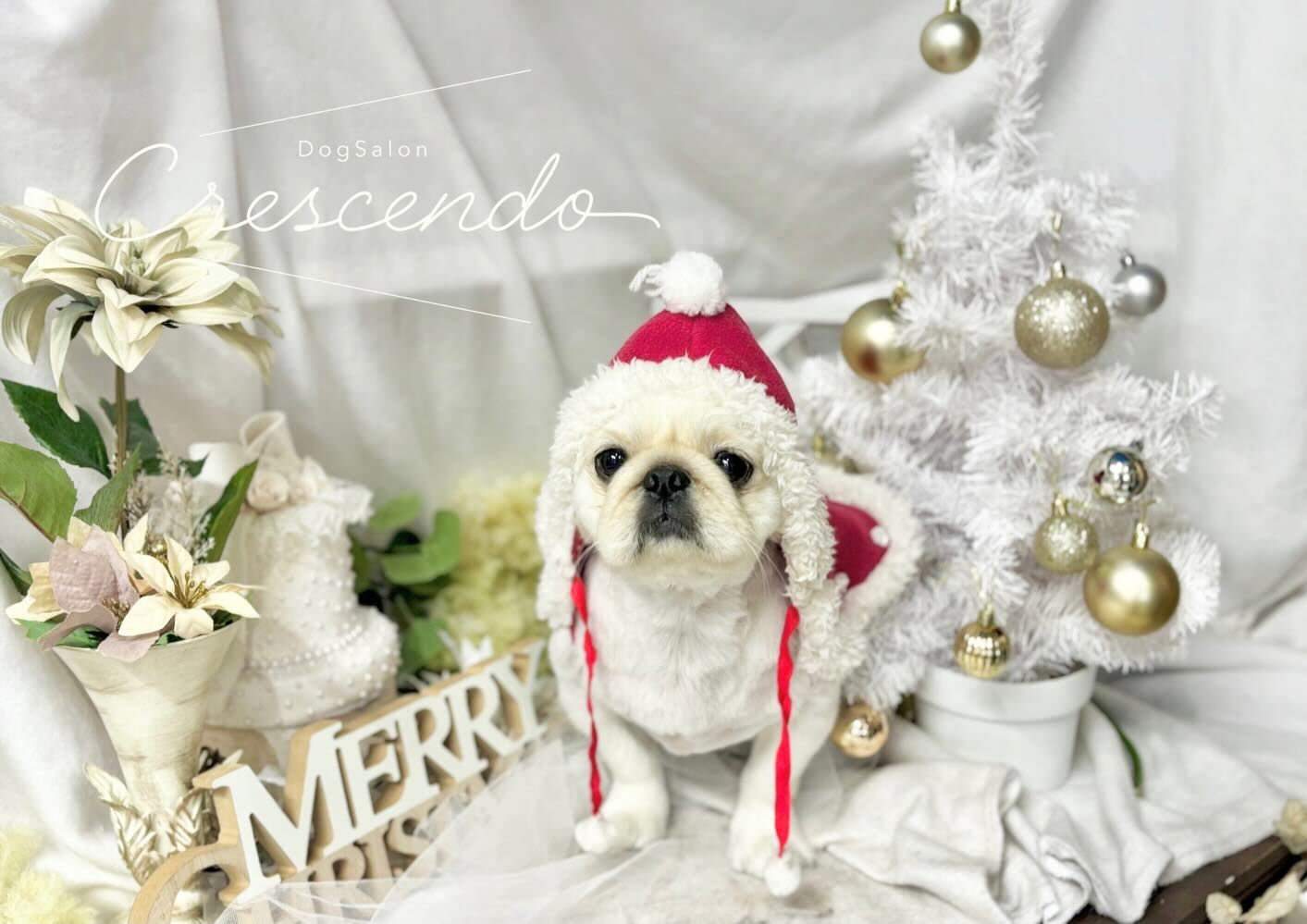 Merry Xmas ~~~🎅🎁🎄✨