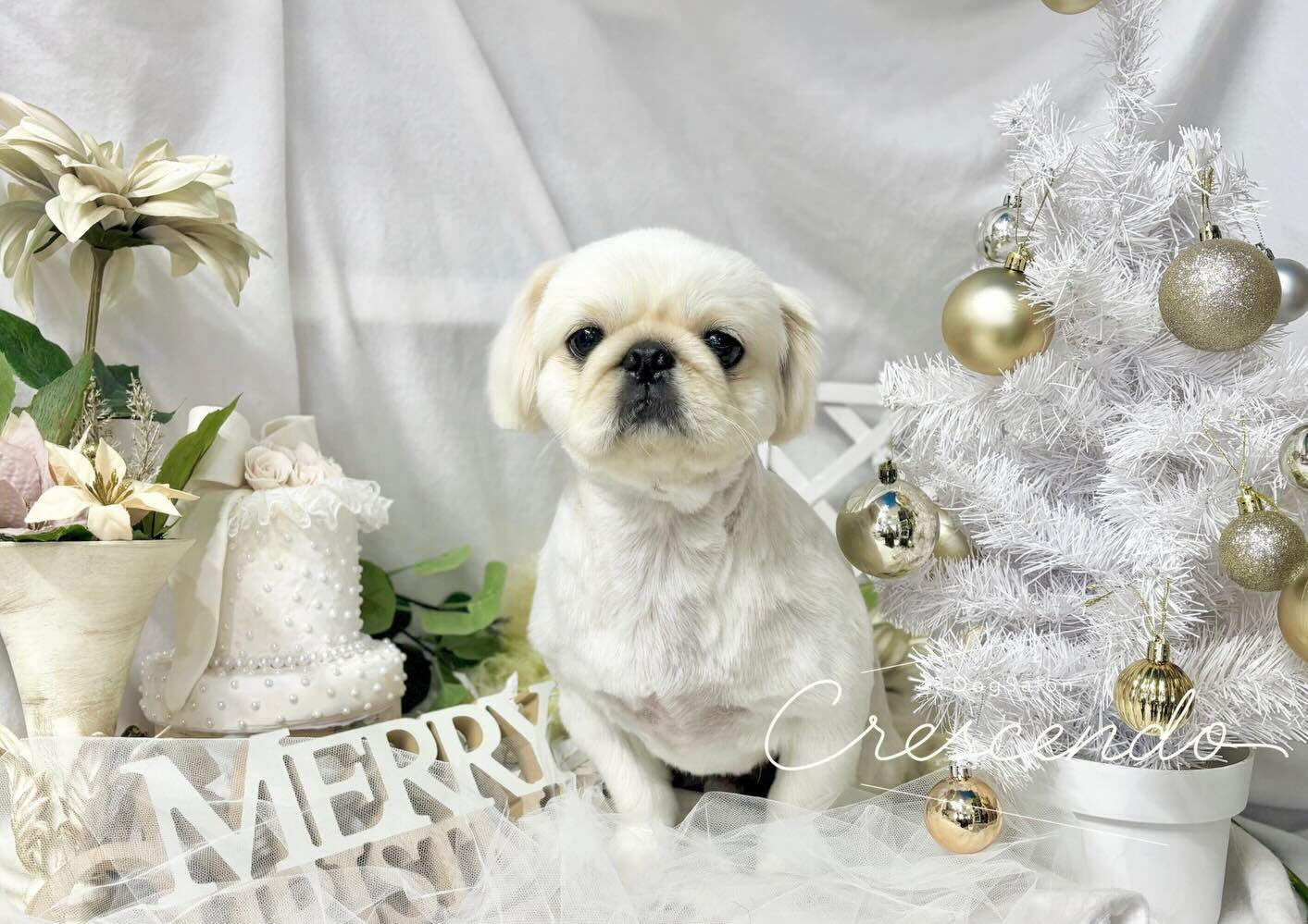 Merry Xmas ~~~🎅🎁🎄✨