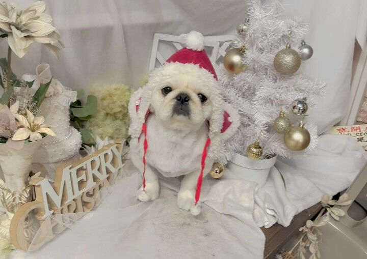Merry Xmas ~~~🎅🎁🎄✨