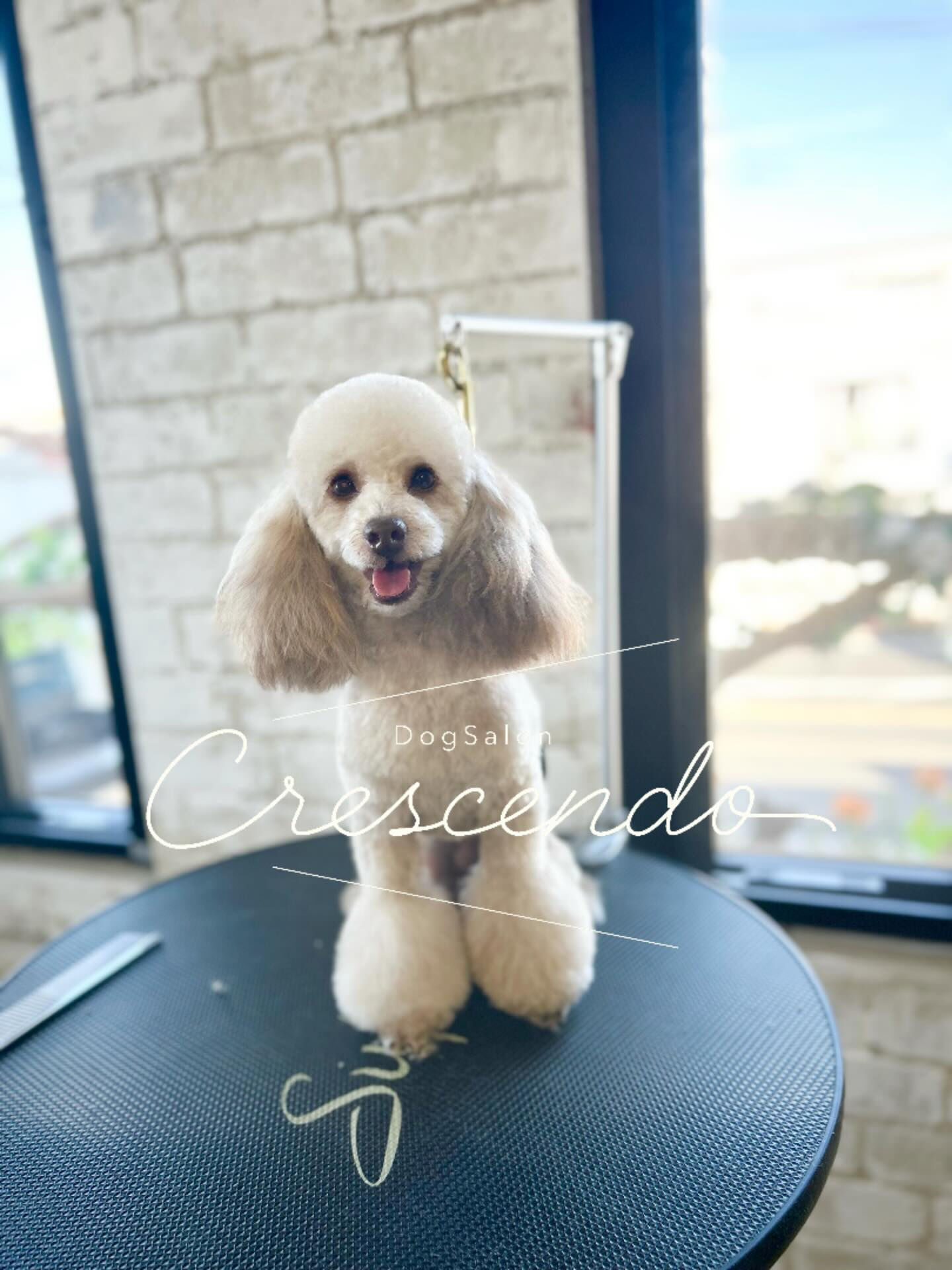 カットコースのプードルさん😄