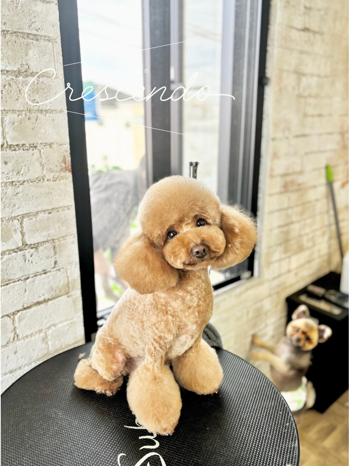 カットコースのプードルさん🐩💕