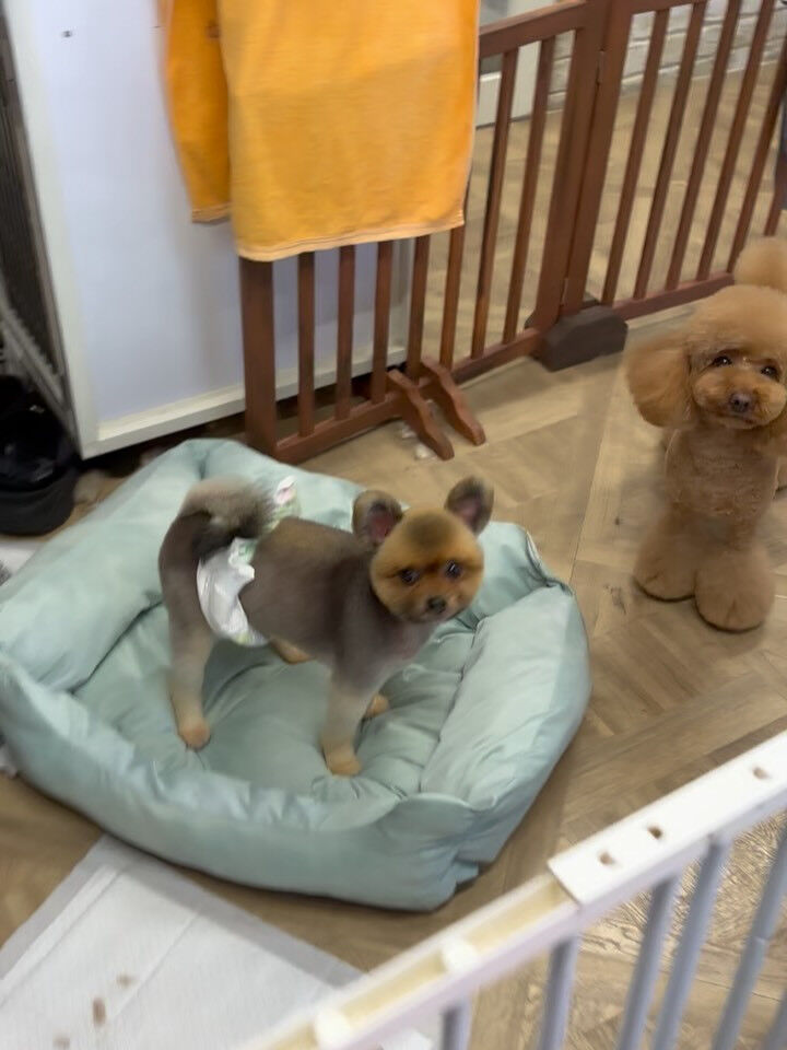 カットコースのプードルさん🐩💕