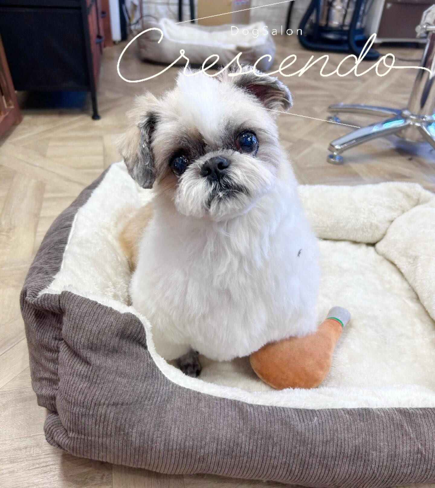 カットコースのシーズーさん😊