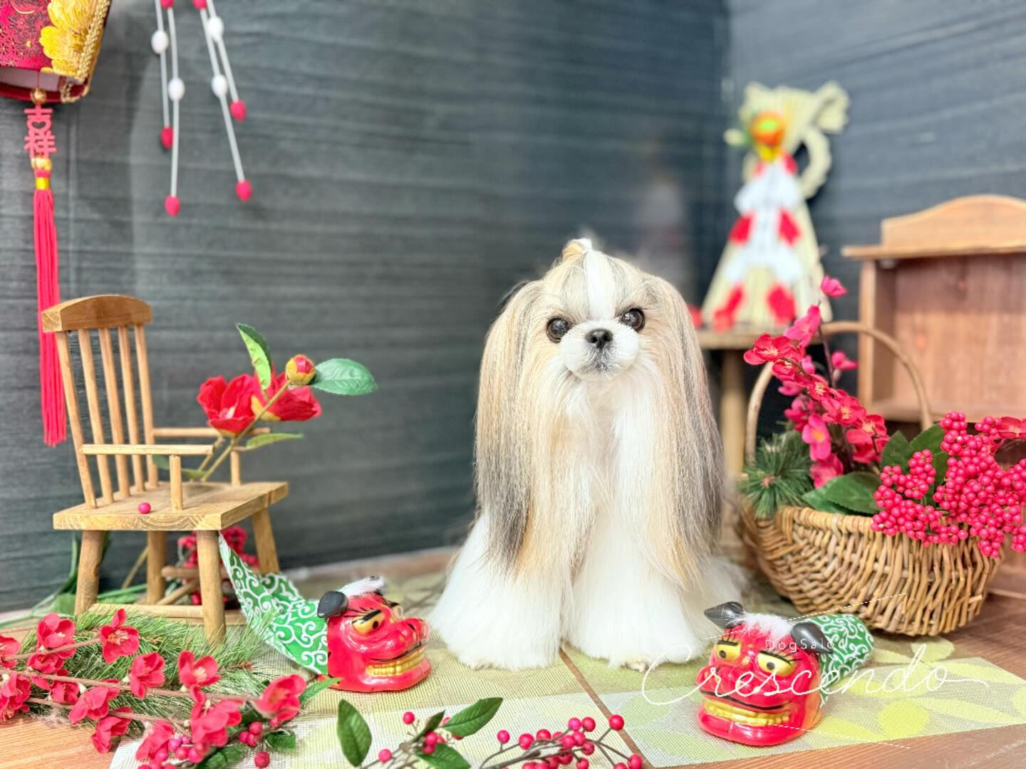 オシャレシーズーさん✨️