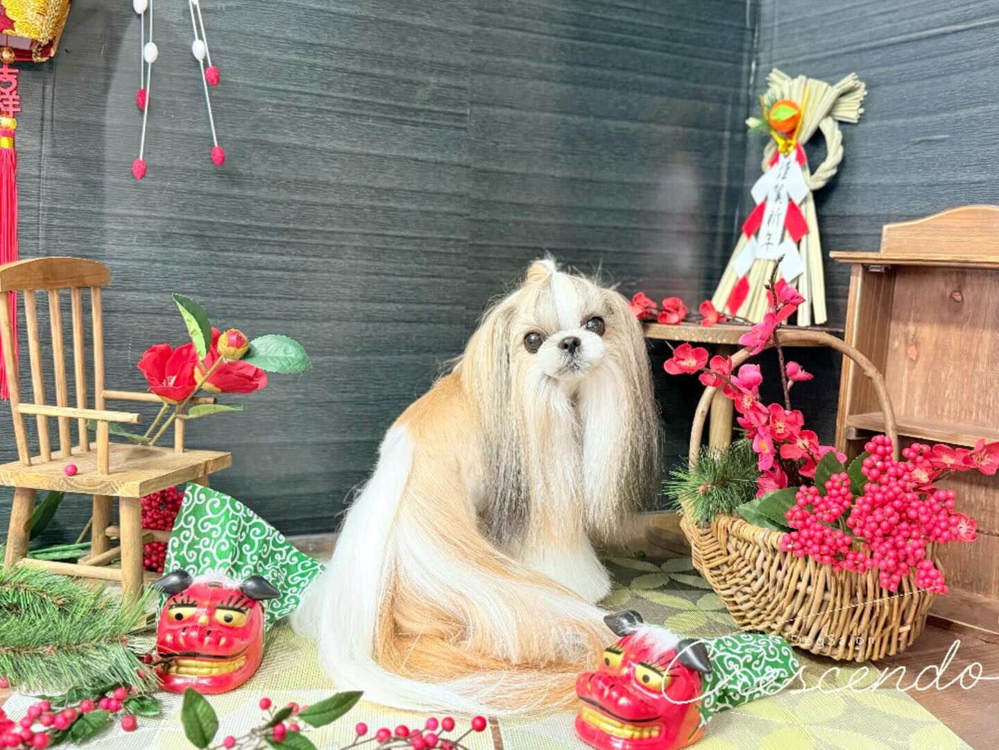 オシャレシーズーさん✨️
