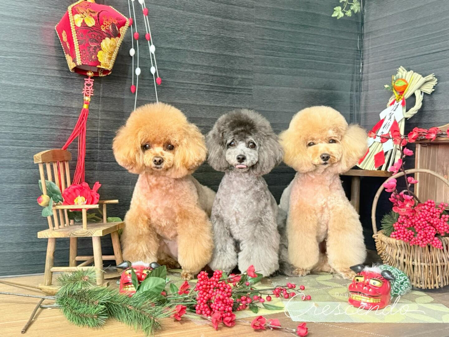 プードル三銃士🐩⚔️