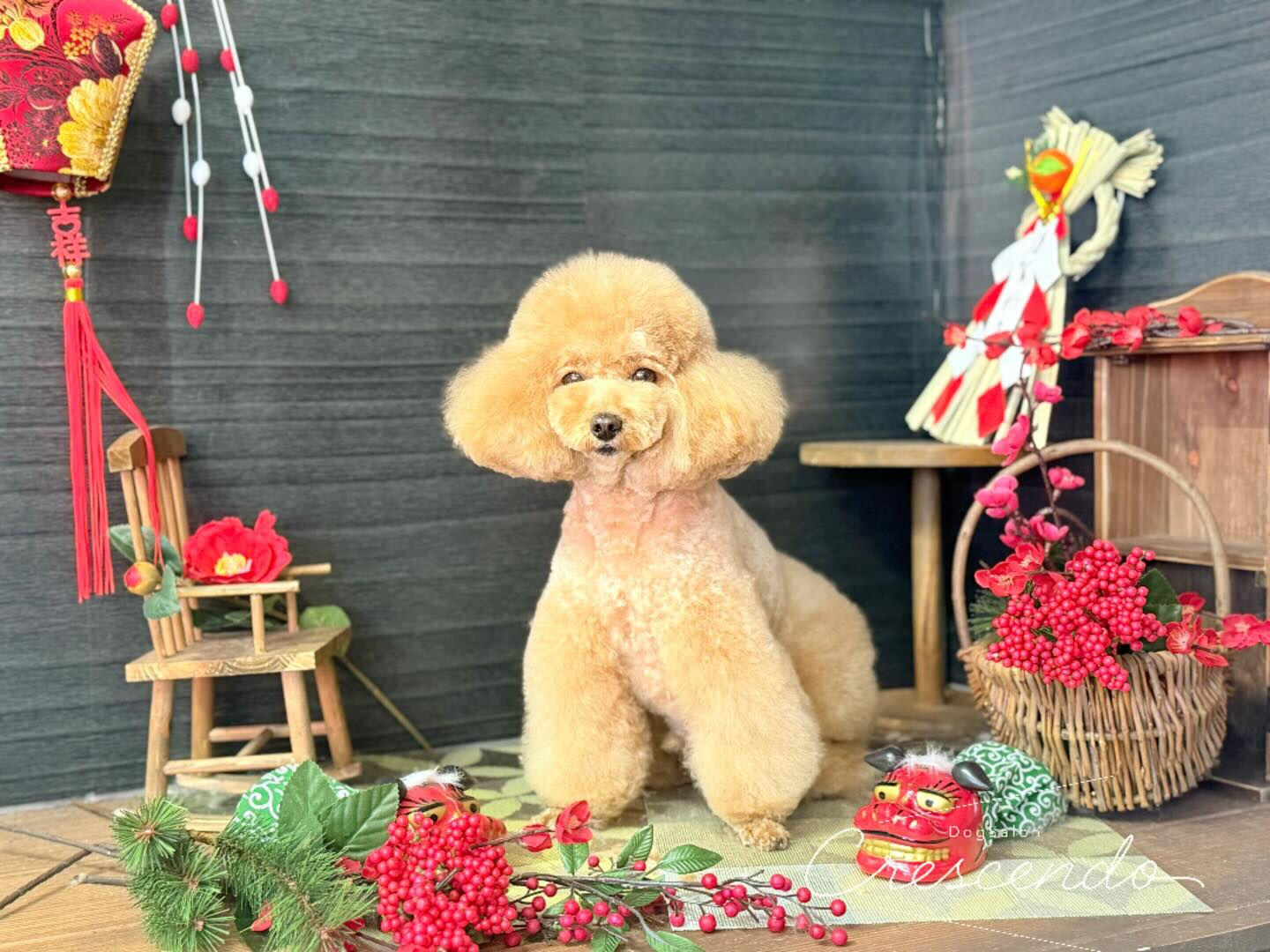 プードル三銃士🐩⚔️