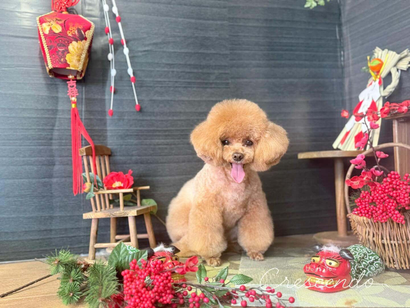 プードル三銃士🐩⚔️