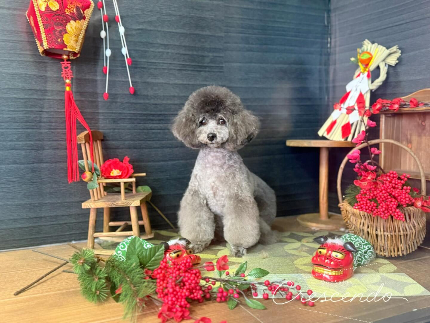 プードル三銃士🐩⚔️