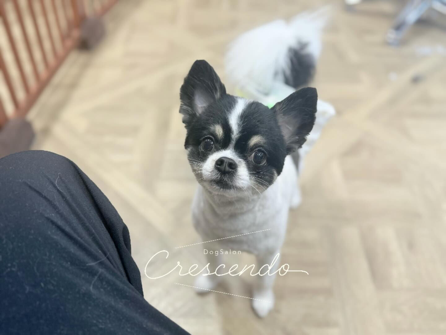 チワワさんのトリミング🐶✨️