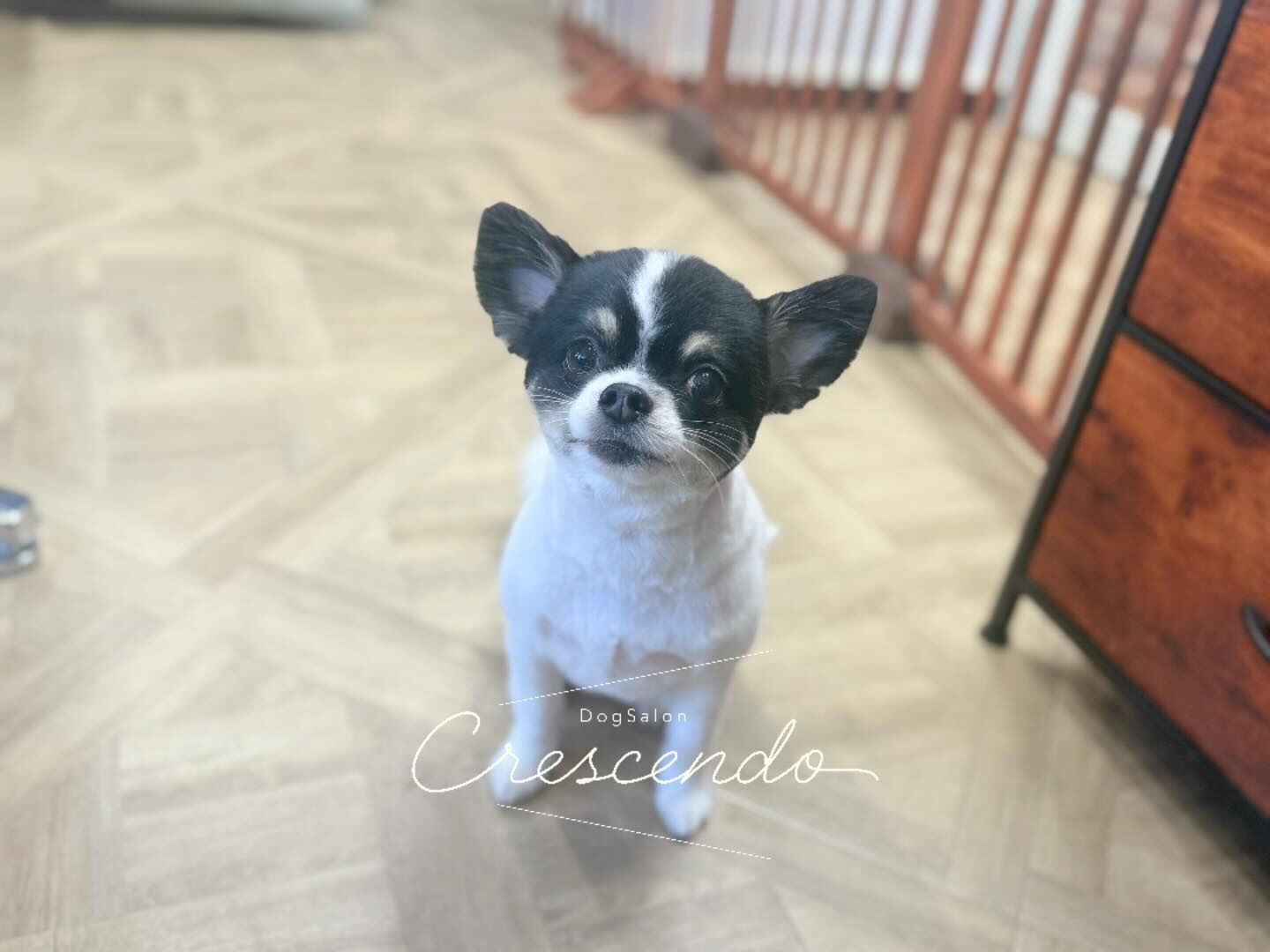 チワワさんのトリミング🐶✨️